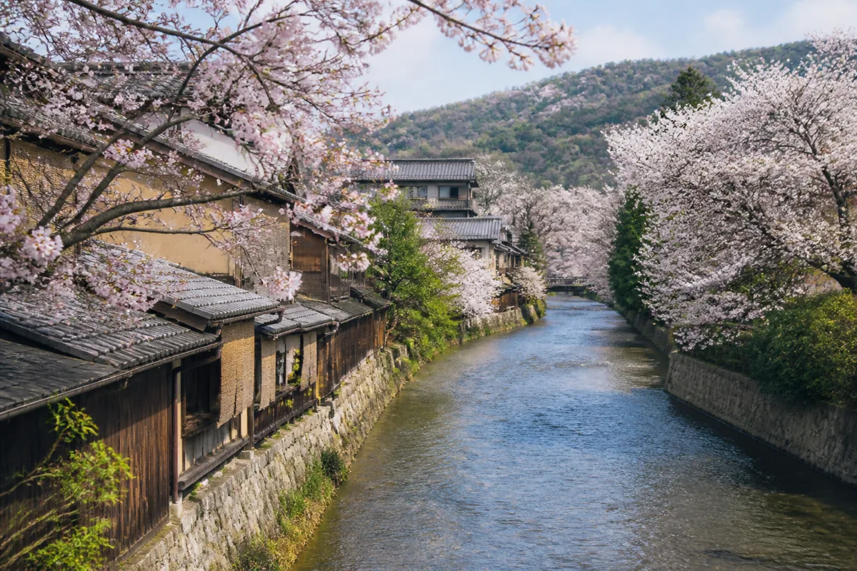Seasonal Japanese landscape with cherry blossoms